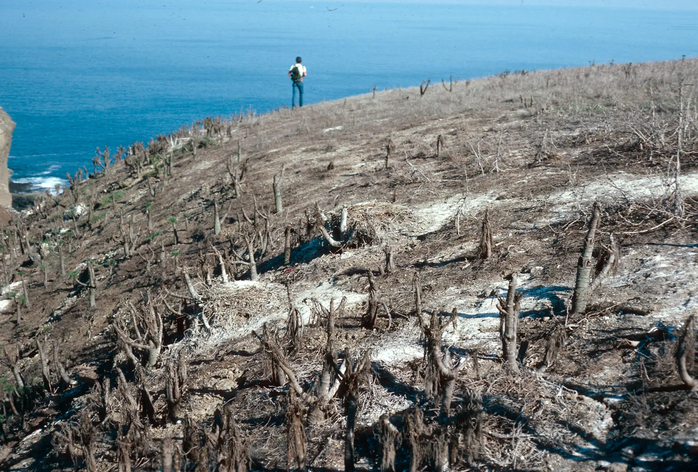 pelican nests, South fork of Graveyard Canyon, Santa Barbara Island