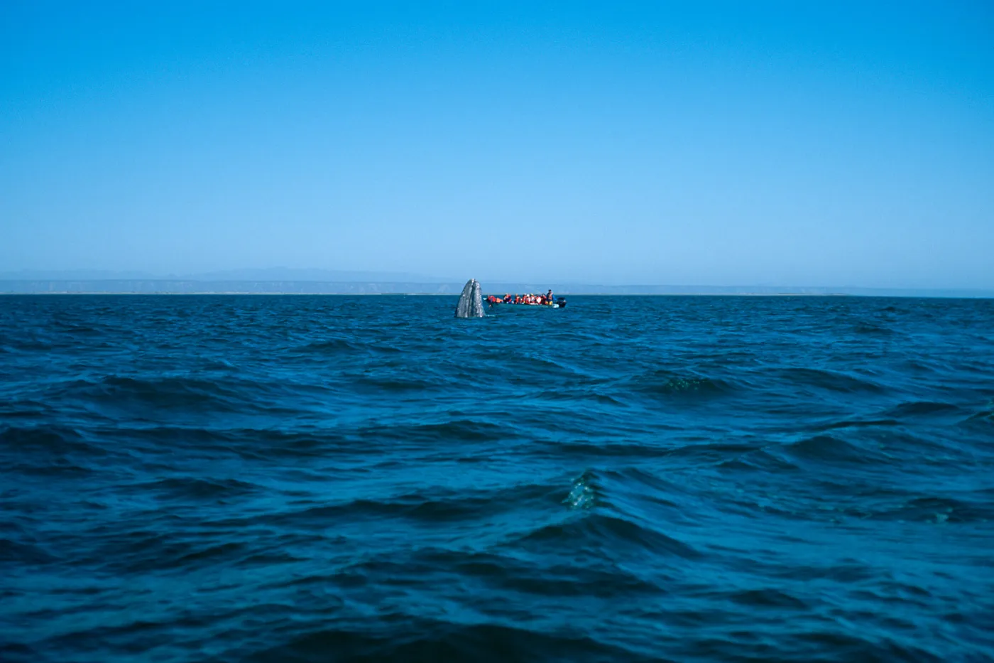 Watching Grey Whales, San Ignacio Lagoon, Baja