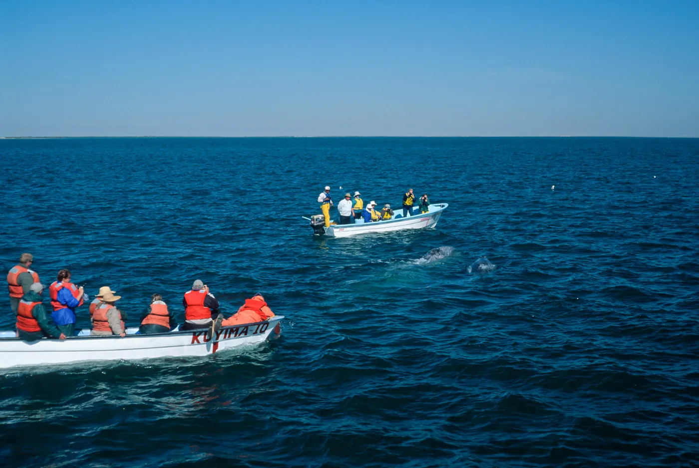 Watching Grey Whales, San Ignacio Lagoon, Baja