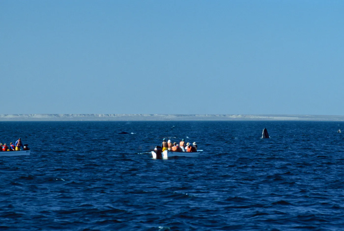 Grey Whales & Pongas, San Ignacio Lagoon, Baja