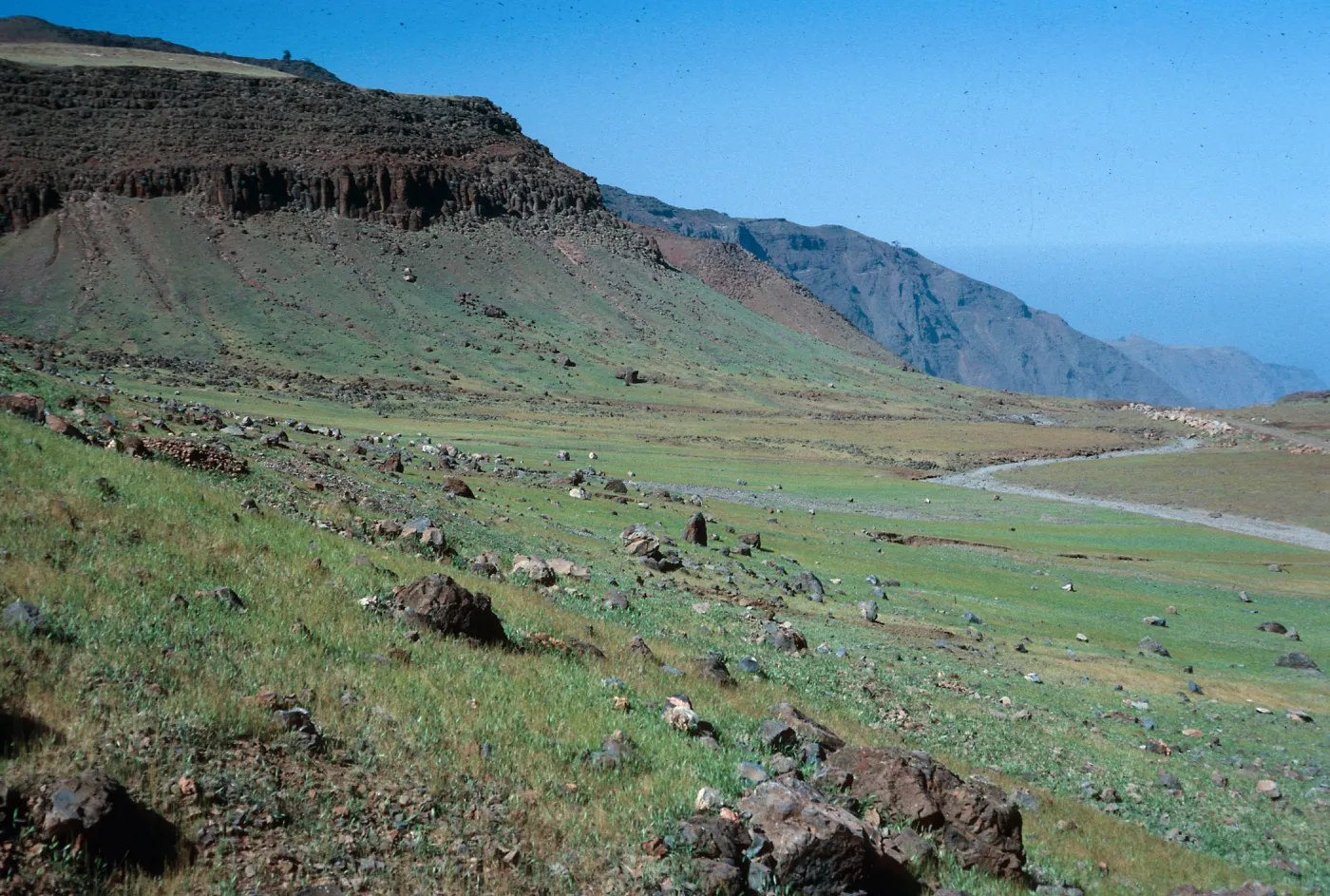 meadow below lower Circus- looking Northeast, Guadalupe Island