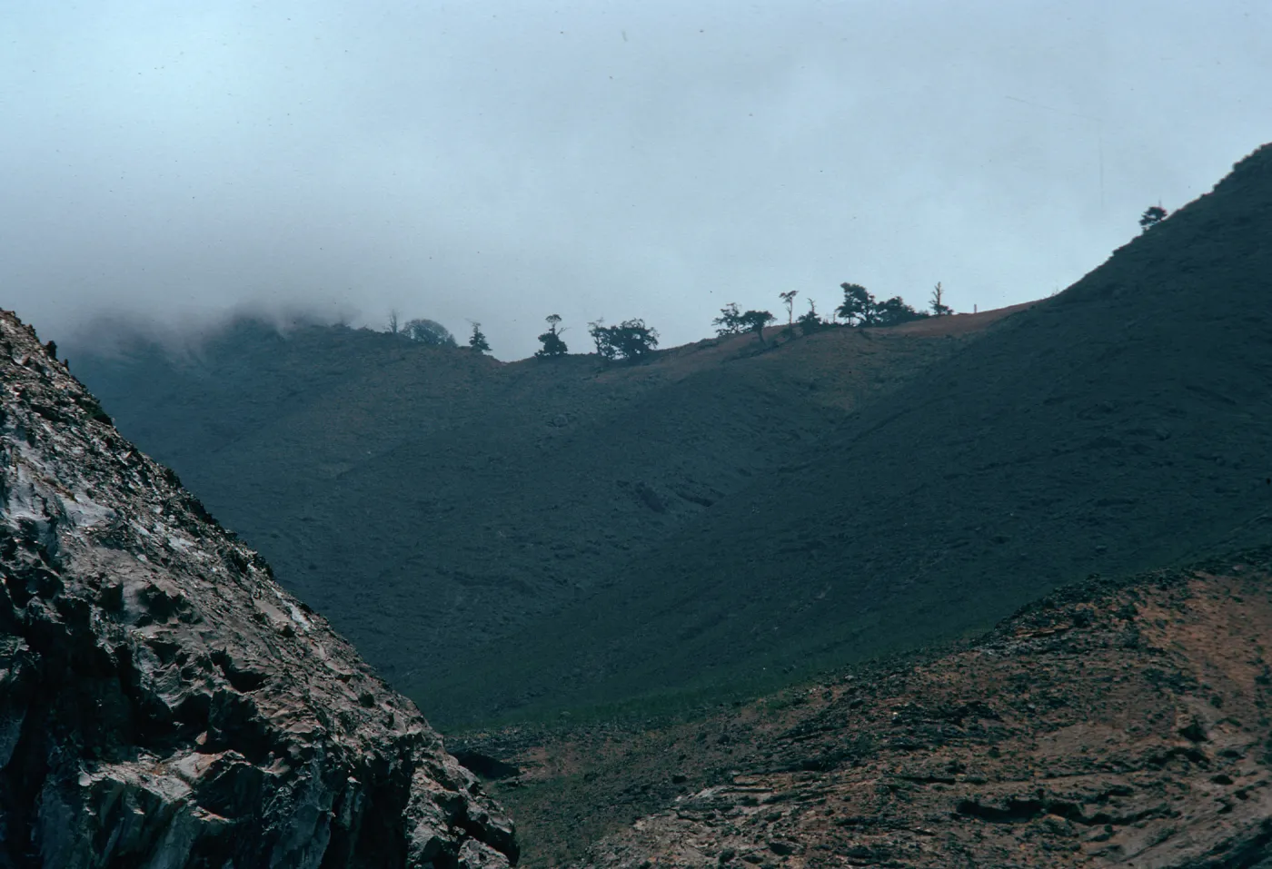 pines on ridge above Pilot Rock Beach, North-East side, Guadalupe Island, Baja, California