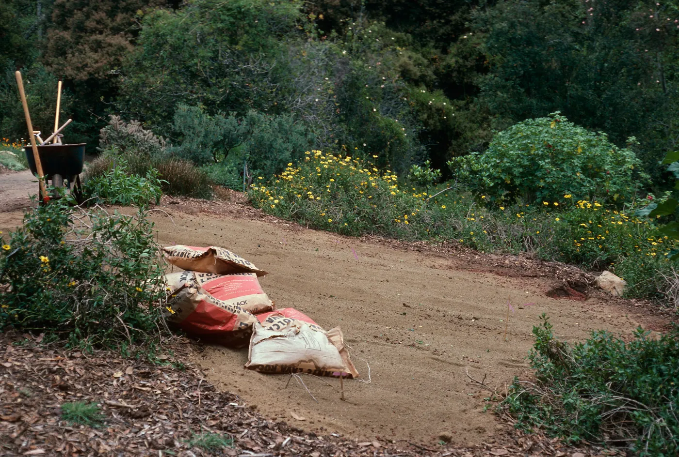 Guadalupe Island planting, Santa Barbara Botanic Garden