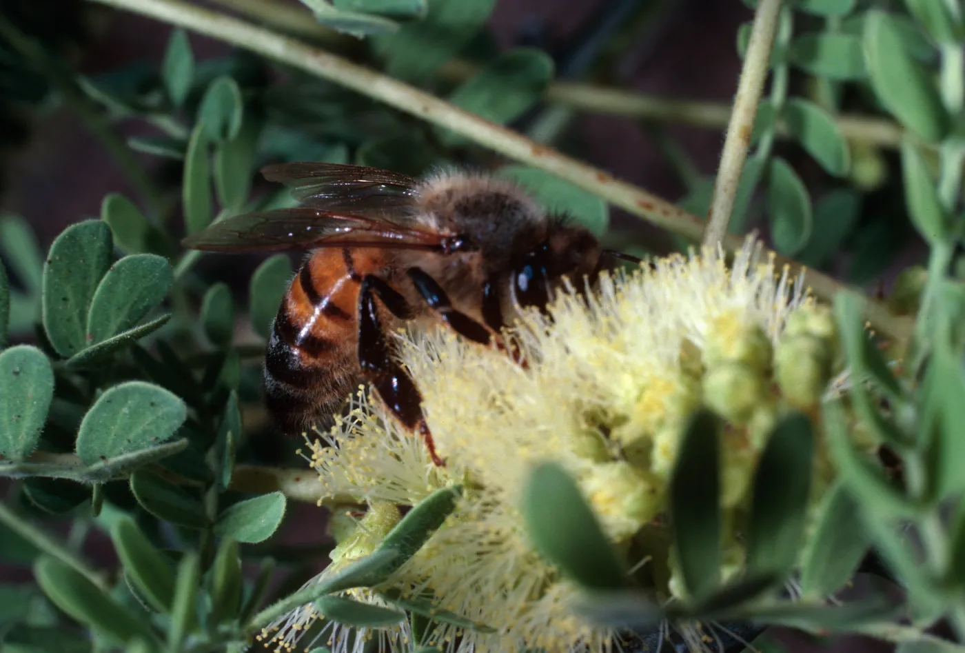 honey bee, Santa Barbara Botanic Garden