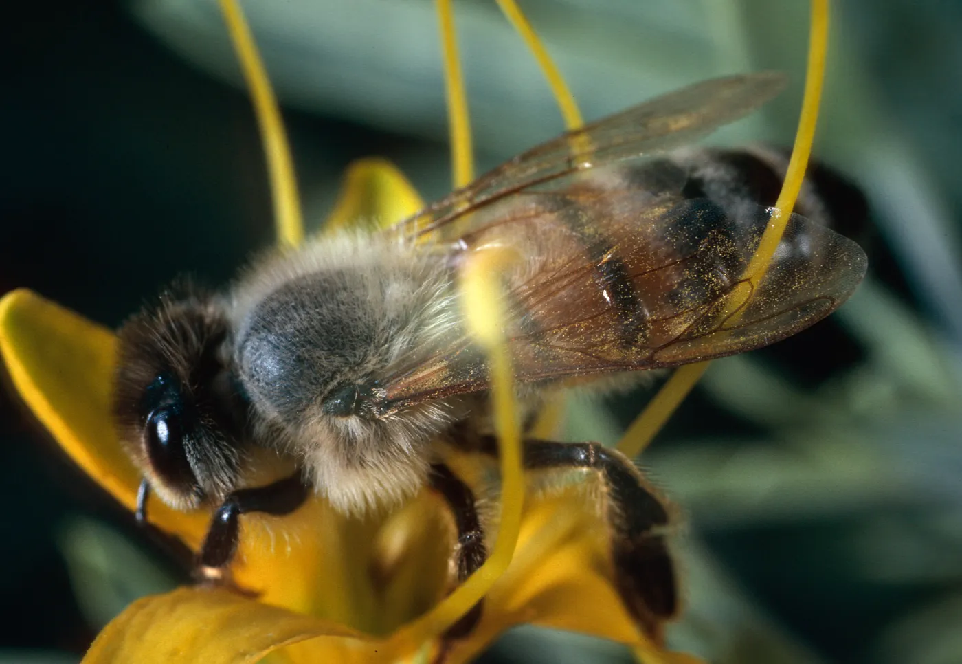 honey bee, Isomeris, Santa Barbara Botanic Garden