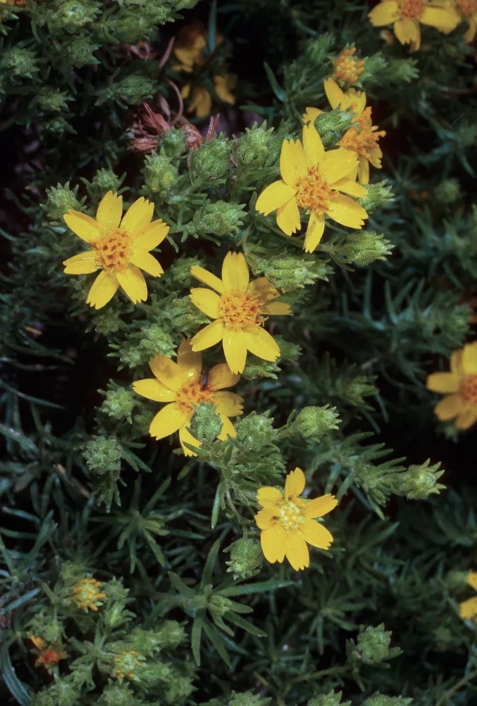 Hemizonia, Island Section, Santa Barbara Botanic Garden