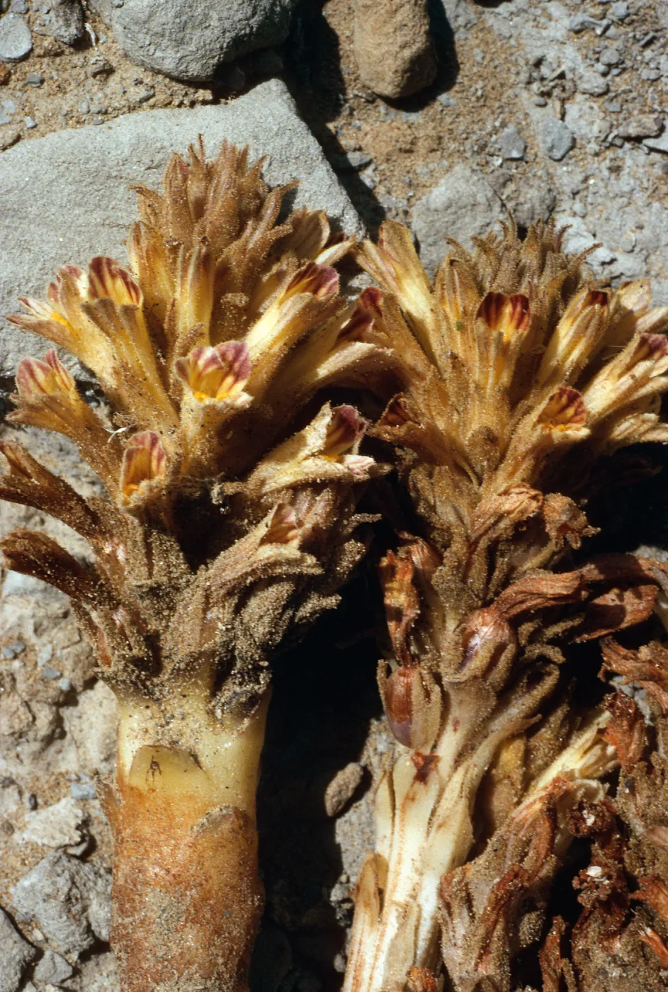 Orobanche parishii, SN-383, Cattail Canyon, San Nicolas Island
