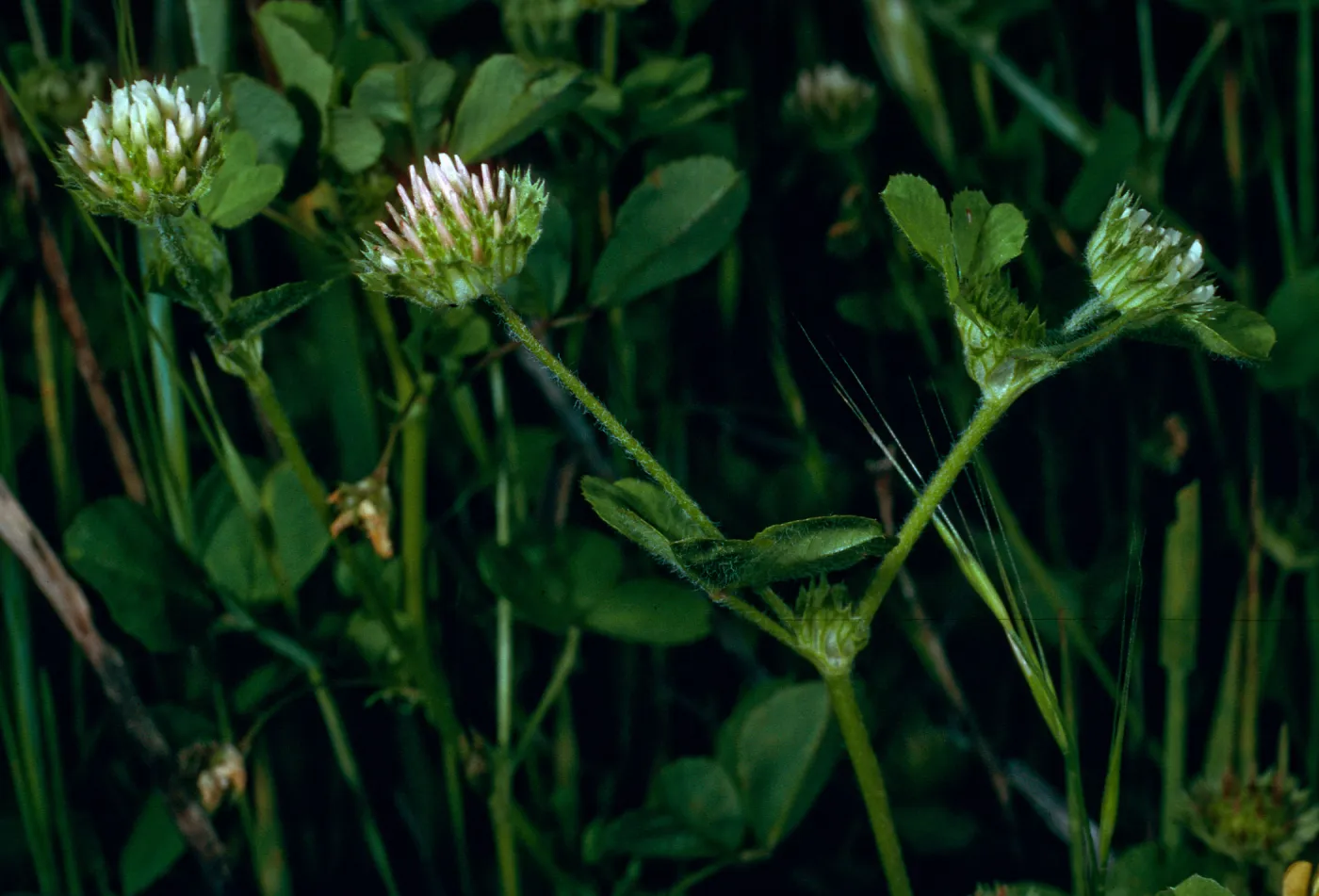 Trifolium microdon pilosum, SN- 797, San Nicolas Island