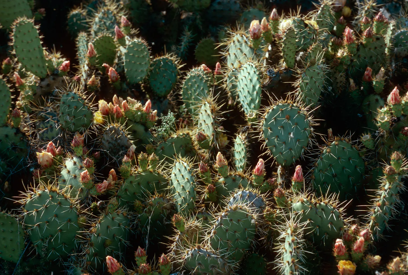 Opuntia oricola, Southeast slopes, San Nicolas Island