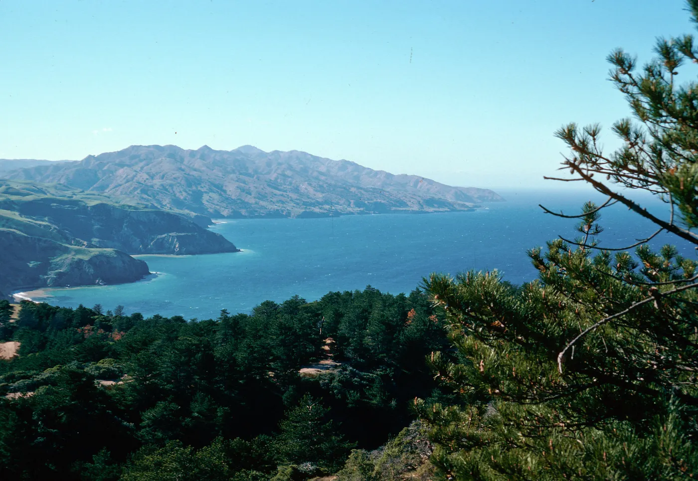 Eastern Pine forest, Santa Cruz Island