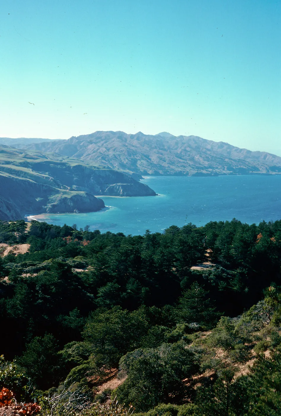 Eastern Pine forest, Santa Cruz Island