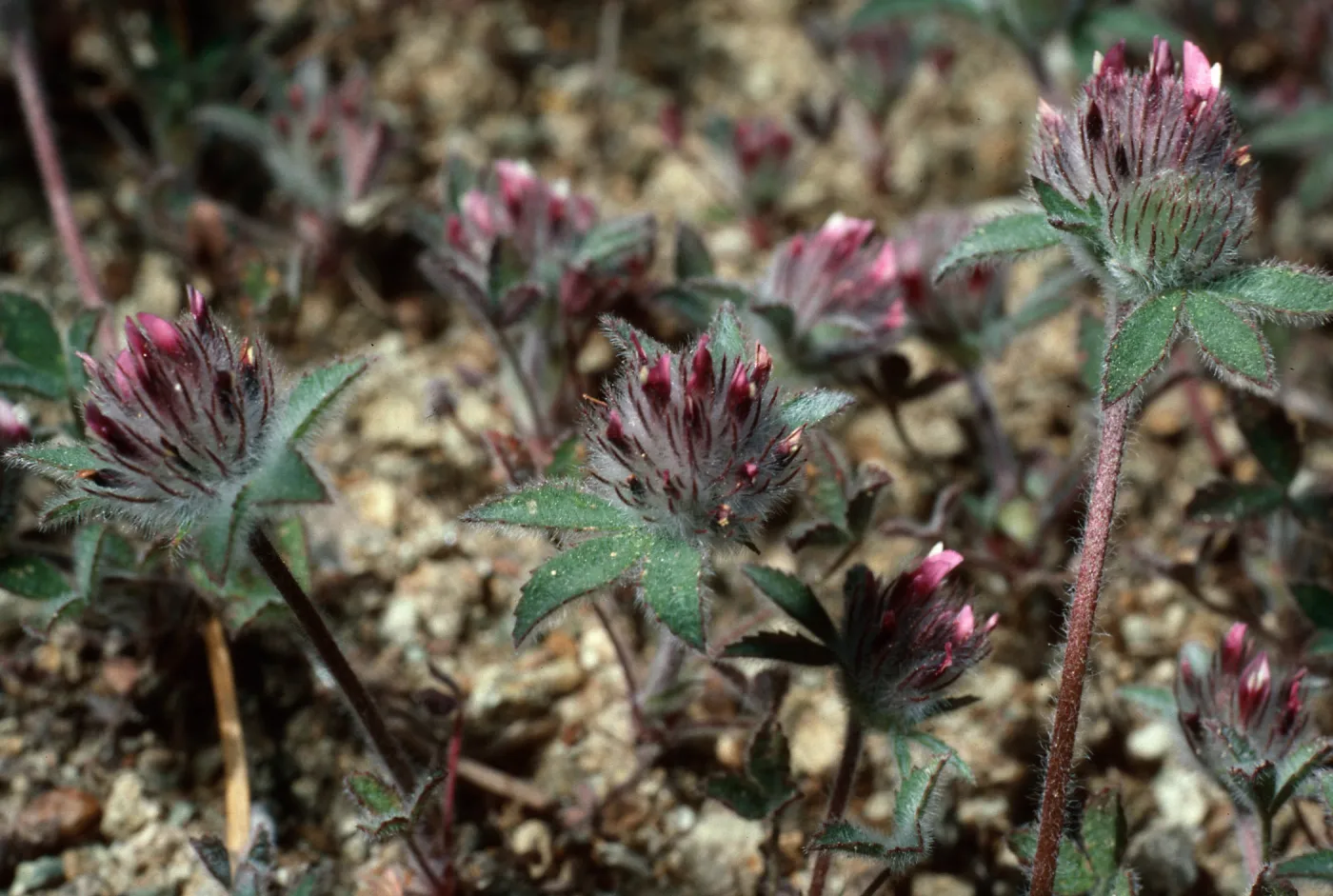 Trifolium macraei, SC-2382, head of Sauces Canyon, Santa Cruz Island