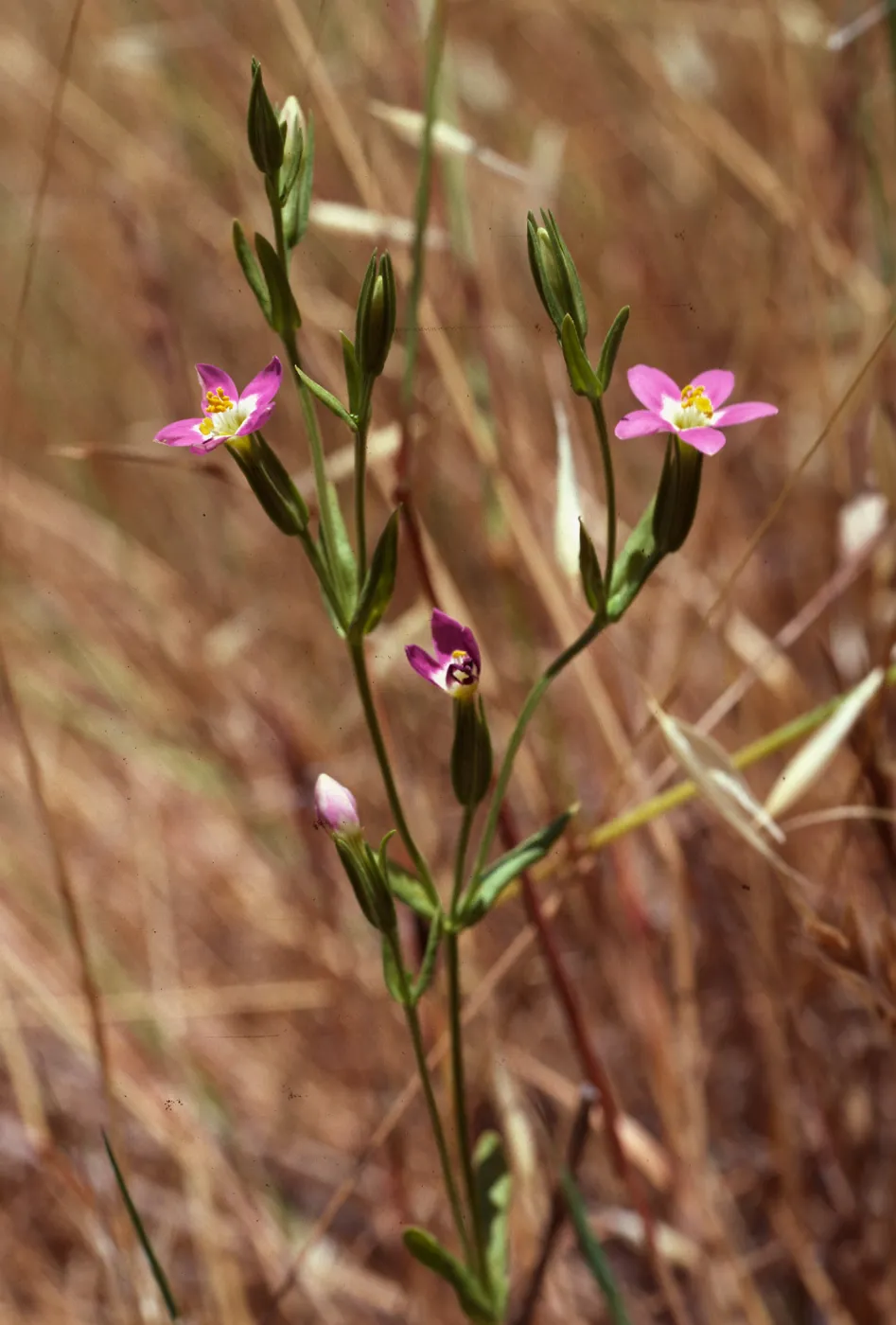 Centaurium davyi, Alameda de Coches Prietos, Santa Cruz Island