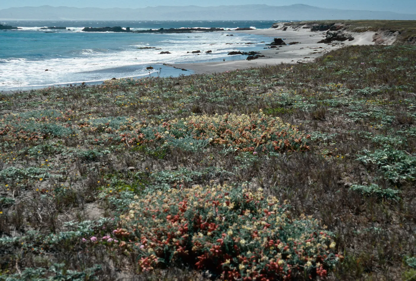 Astragalus miguelensis, Forneys Cove, Santa Cruz Island