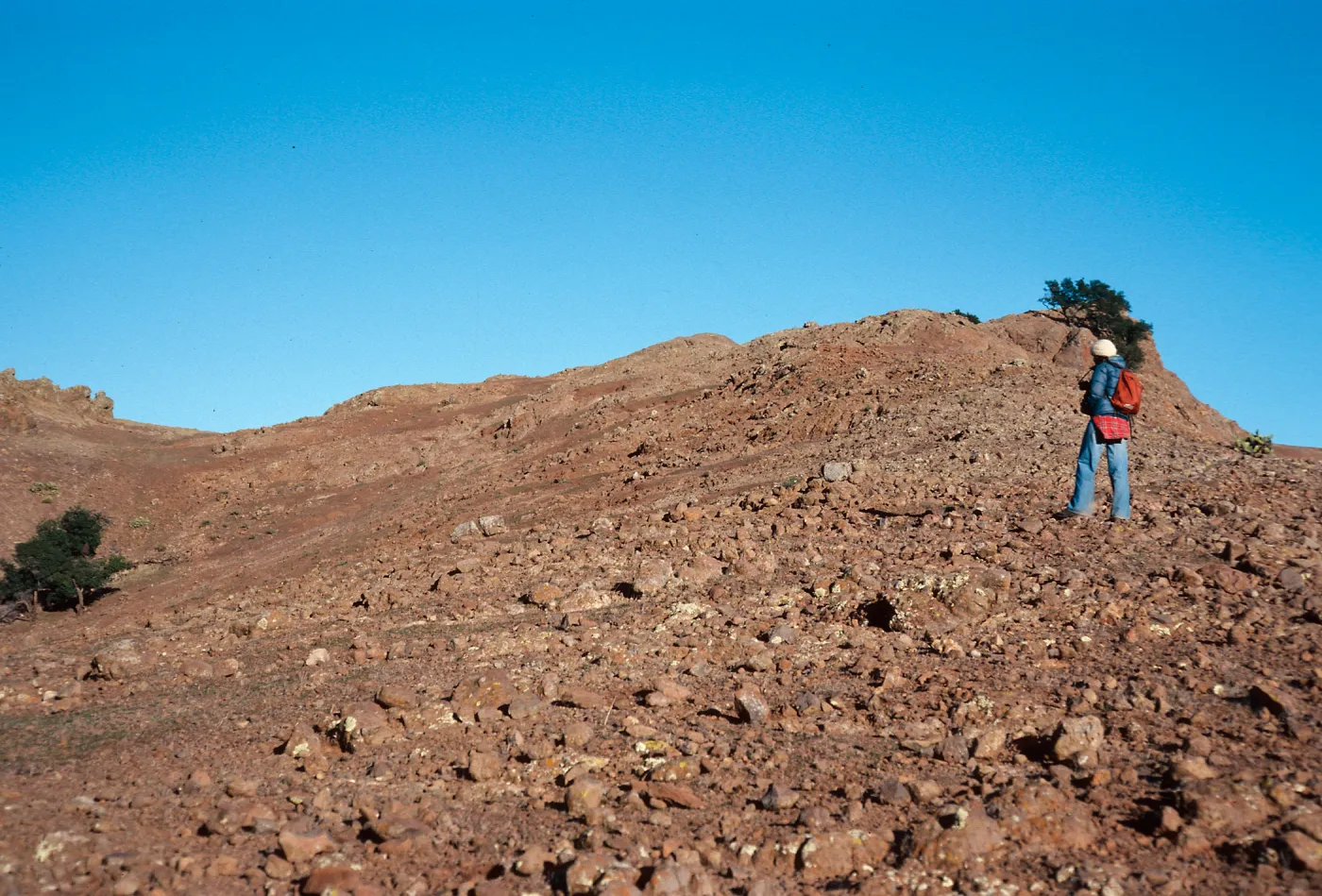 sheep damage, between Picacho Diablo & Lagunitas Secas, Santa Cruz Island