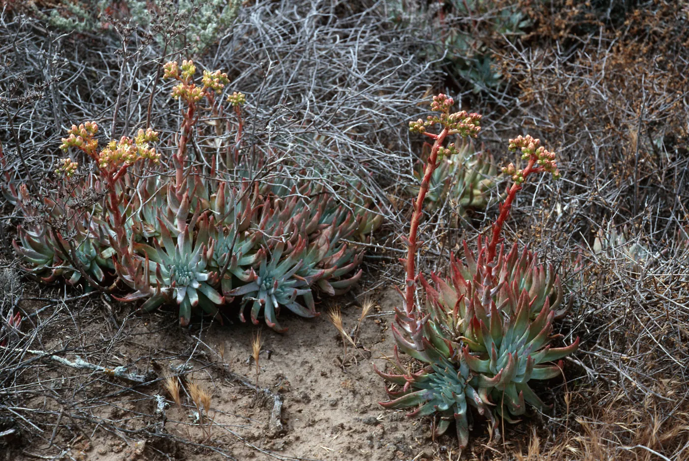 Dudleya virens virens habitat, China Cove, Santa Cruz Island