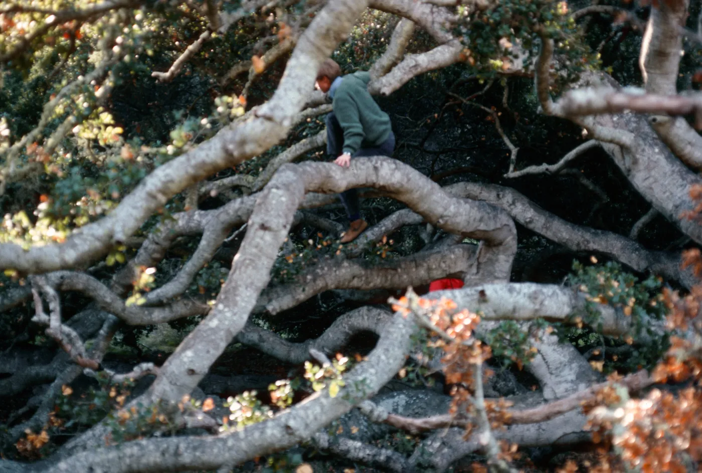 Quercus agrifolia (Coastal Live Oak), Caï¿½ada Del Puerto, Santa Cruz Island