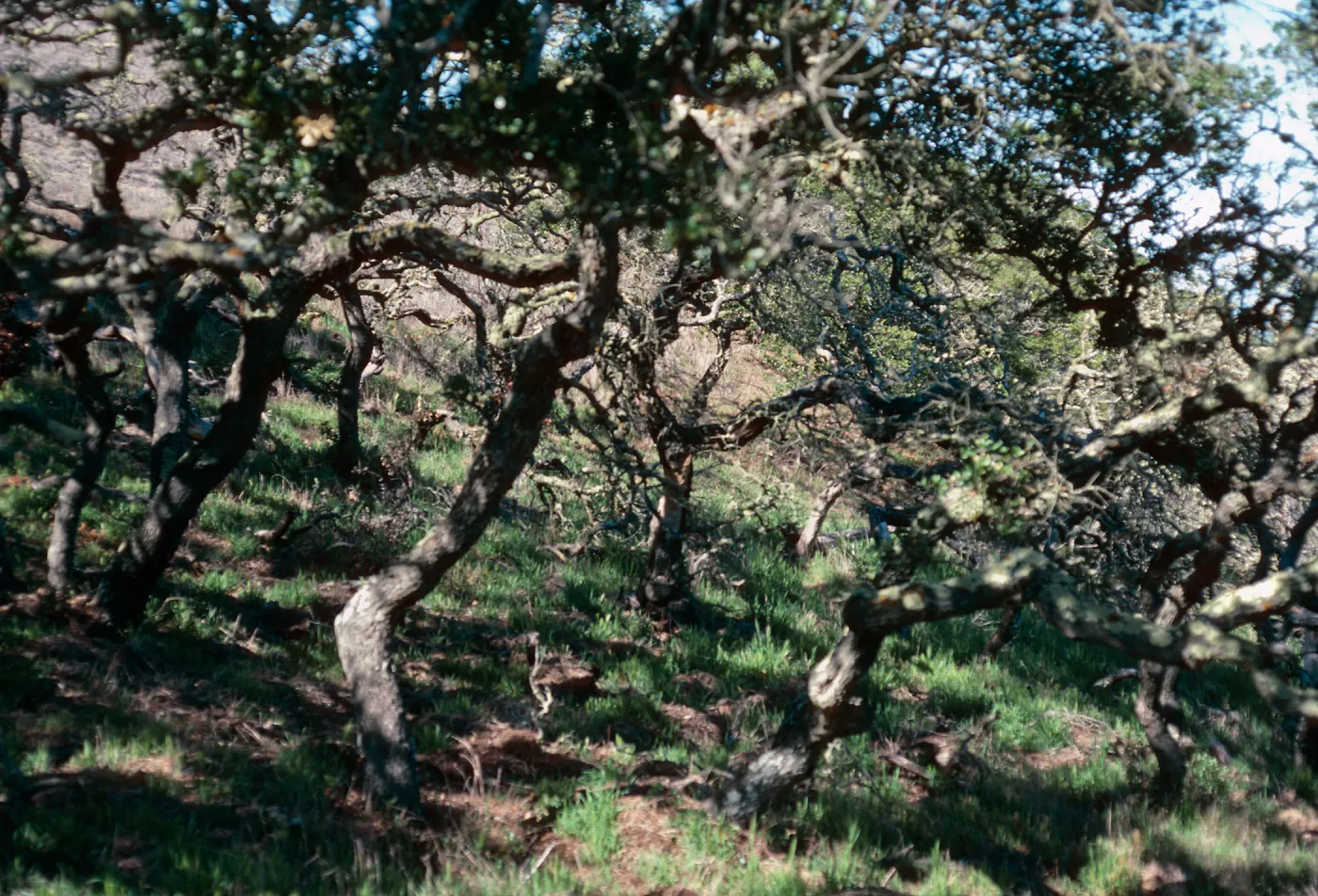 Quercus dumosa, near navy base, Santa Cruz Island