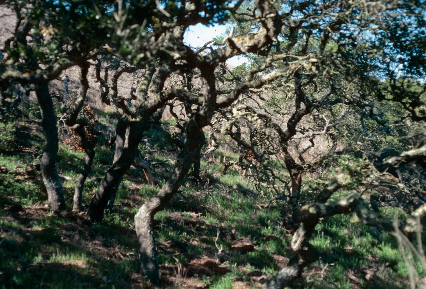 Quercus dumosa, near navy base, Santa Cruz Island