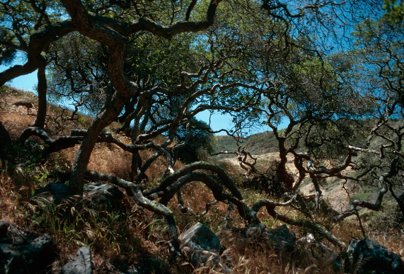 Quercus dumosa, Reparo Viejo Canyon, Santa Cruz Island
