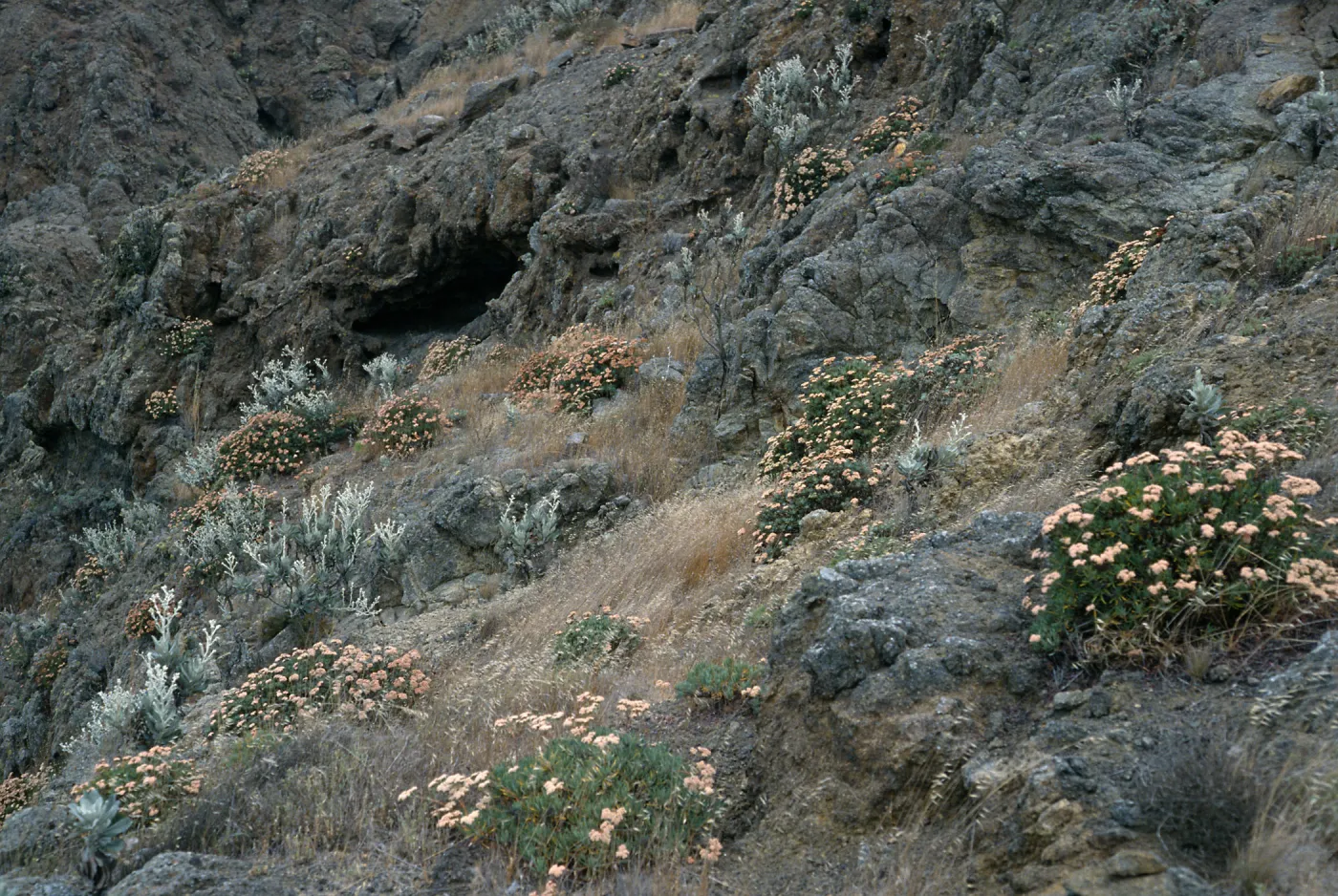 Eriogonum (wild buckwheat) , Hazardia (goldenbush), ridge landing to "John", Santa Cruz Island