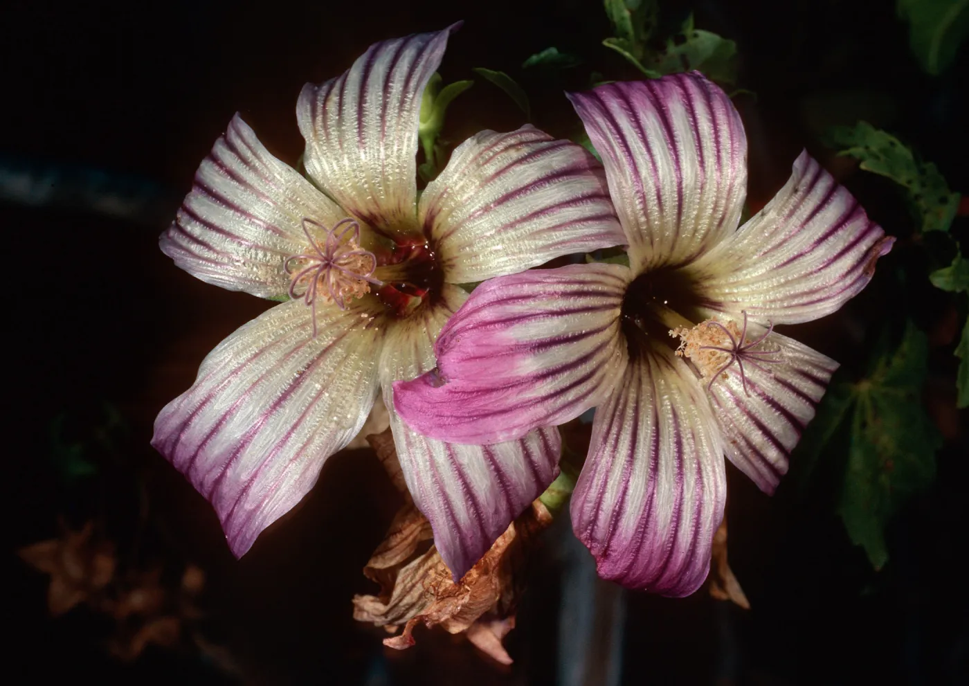 Lavatera venosa, San Benito Island