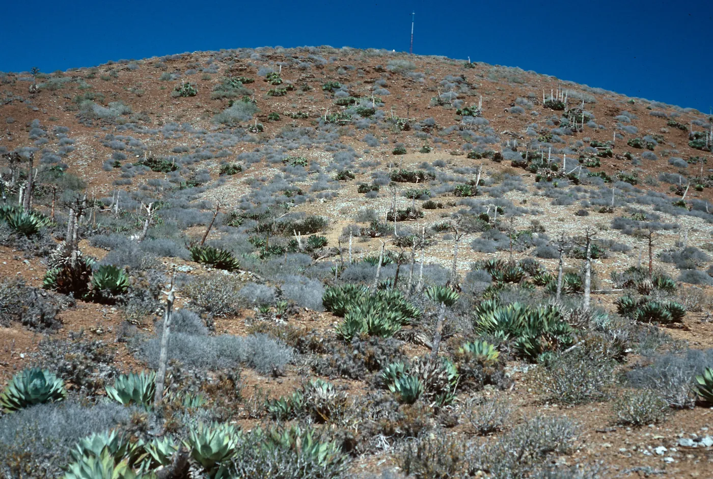 Agave (Century Plant), Southwest side, West San Benito Island