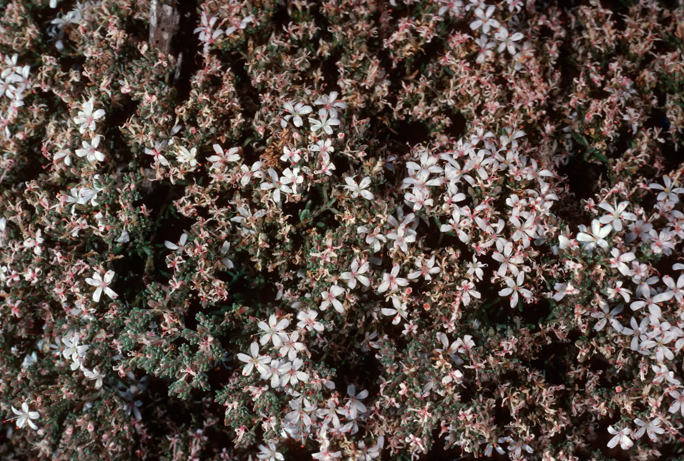 Frankenia palmeri, north side of West San Benito Island