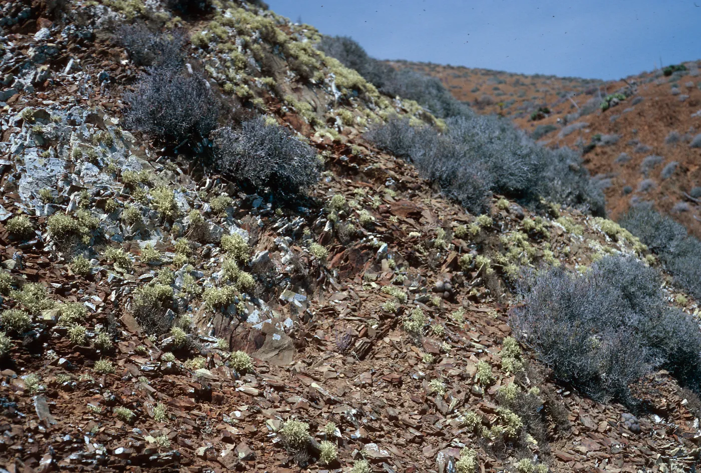 Lichens and Euphorbia misera, West San Benito Island