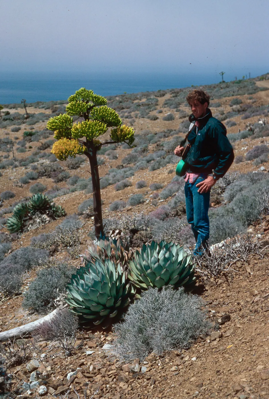 Craig Harris and Agave sebastiana, West San Benito Island
