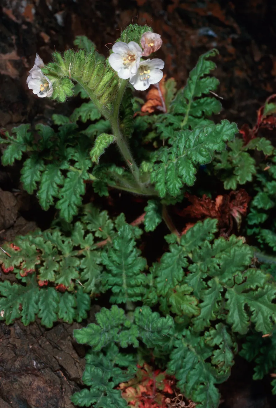 Phacelia ixodes, West San Benito Island