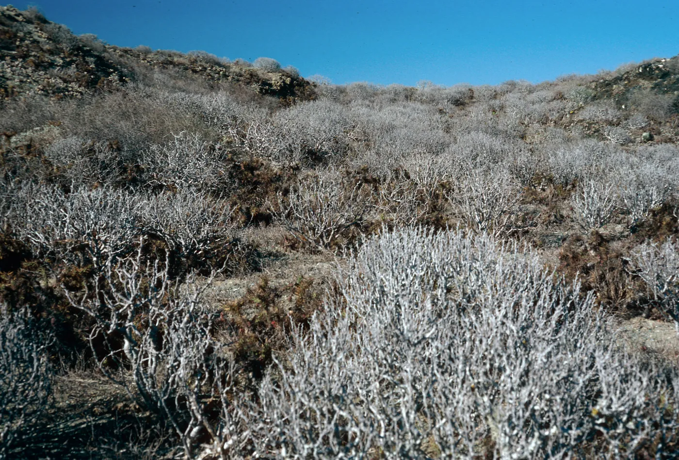 Euphorbia misera, East San Benito Island