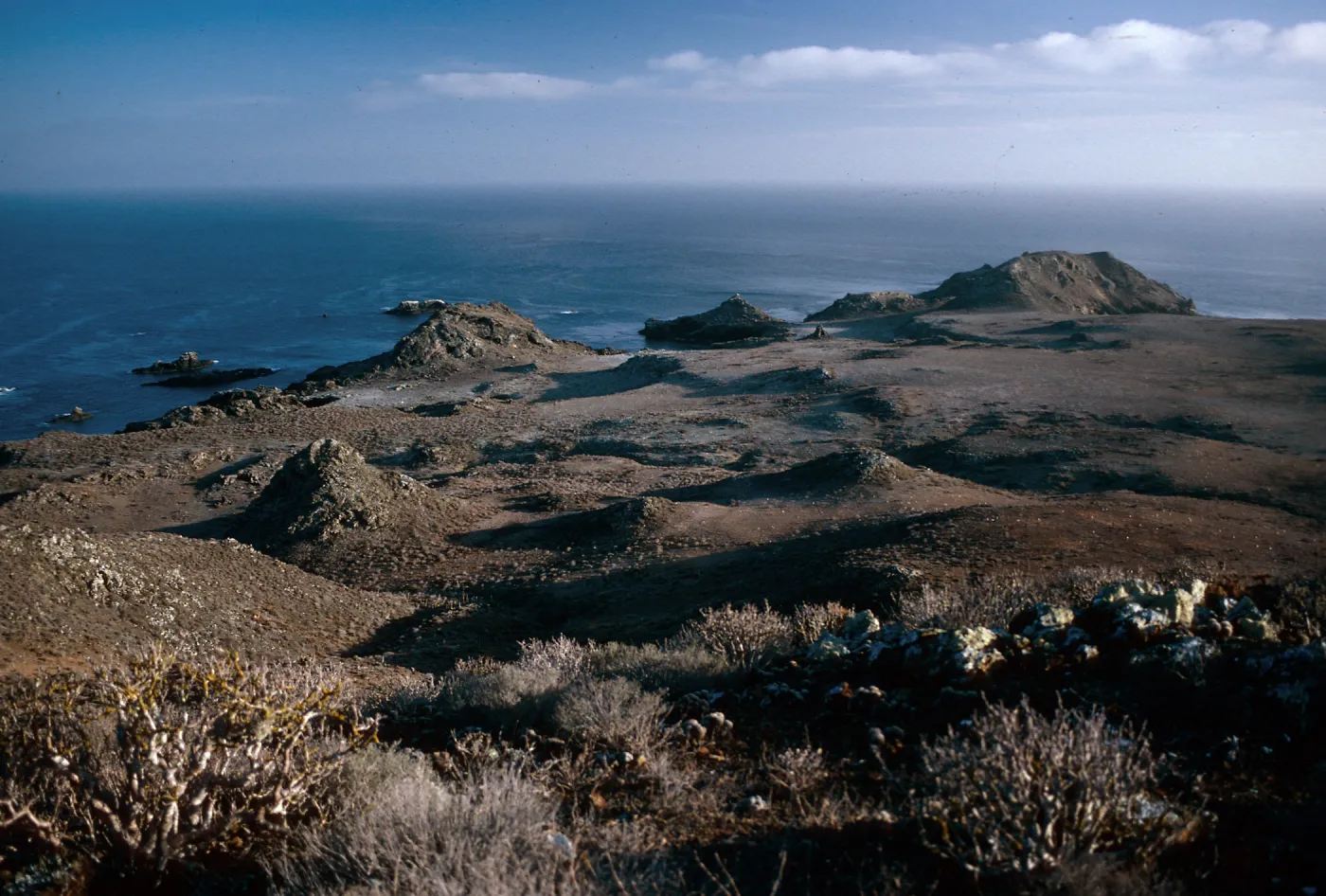 Mammillaria, Euphorbia, East San Benito Island