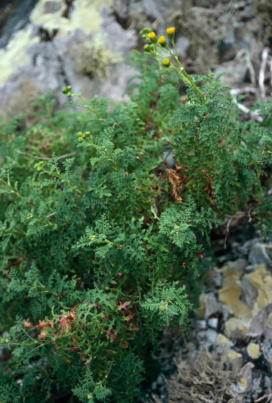 Senecio, Canyon north side of West San Benito Island
