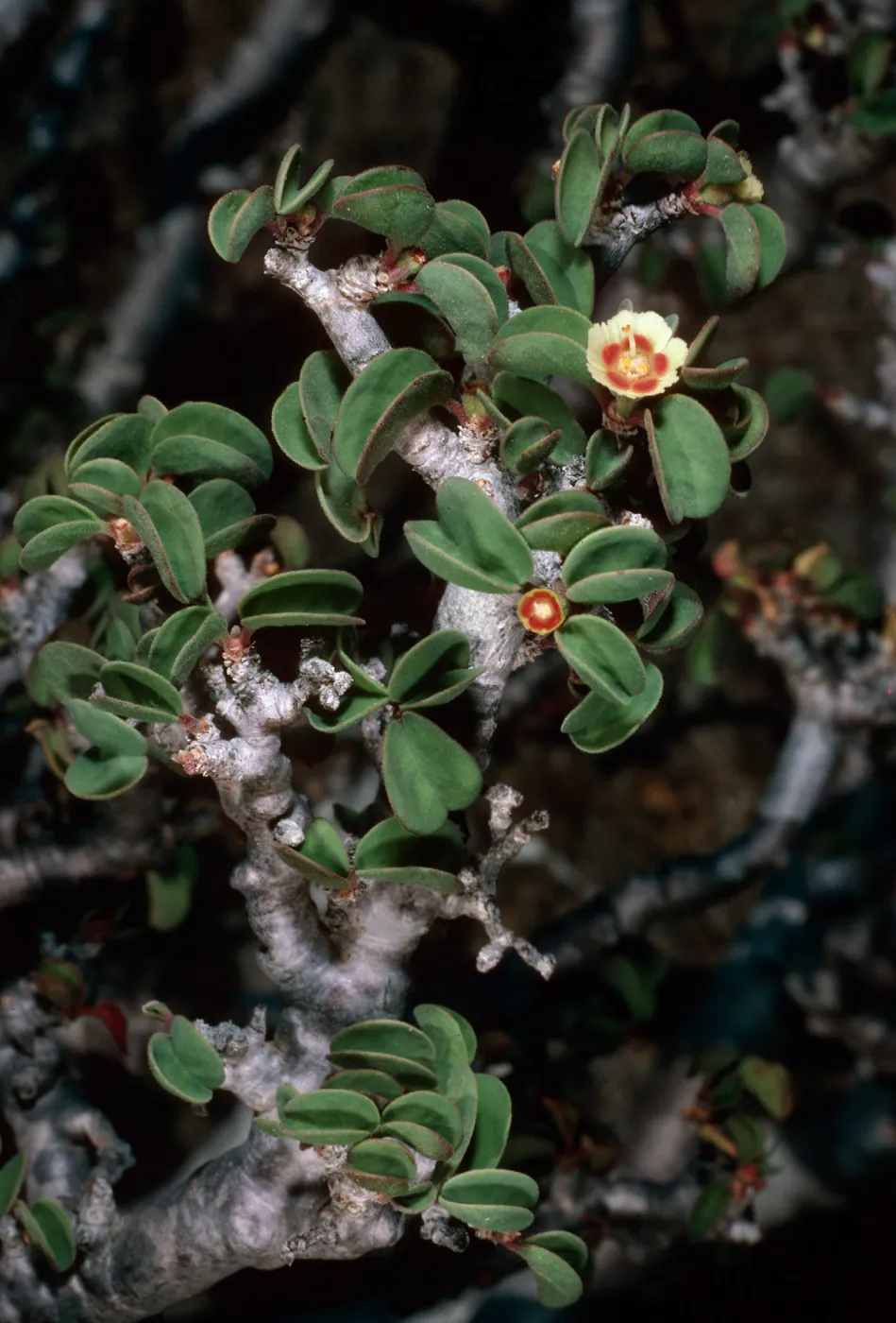 Euphorbia aff. misera, East San Benito Island