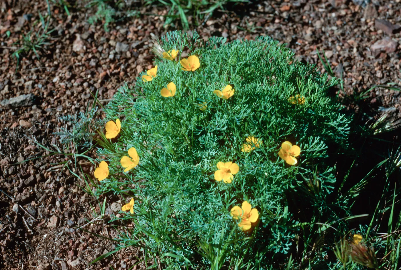 Eschscholzia ramosa, SJ#4510, South Todos Santos Island