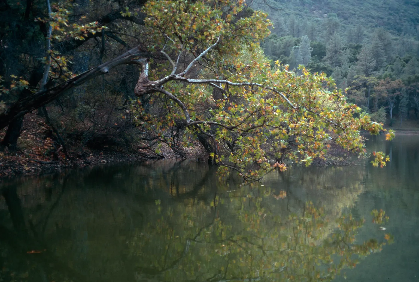 Platanus, Zaka Lake, Santa Barbara County