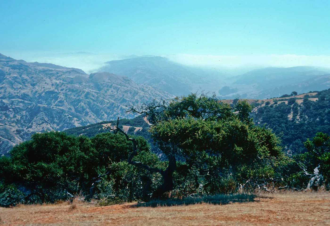 fog and Central Valley from ridge, overlooking Islay Canyon, Santa Cruz Island