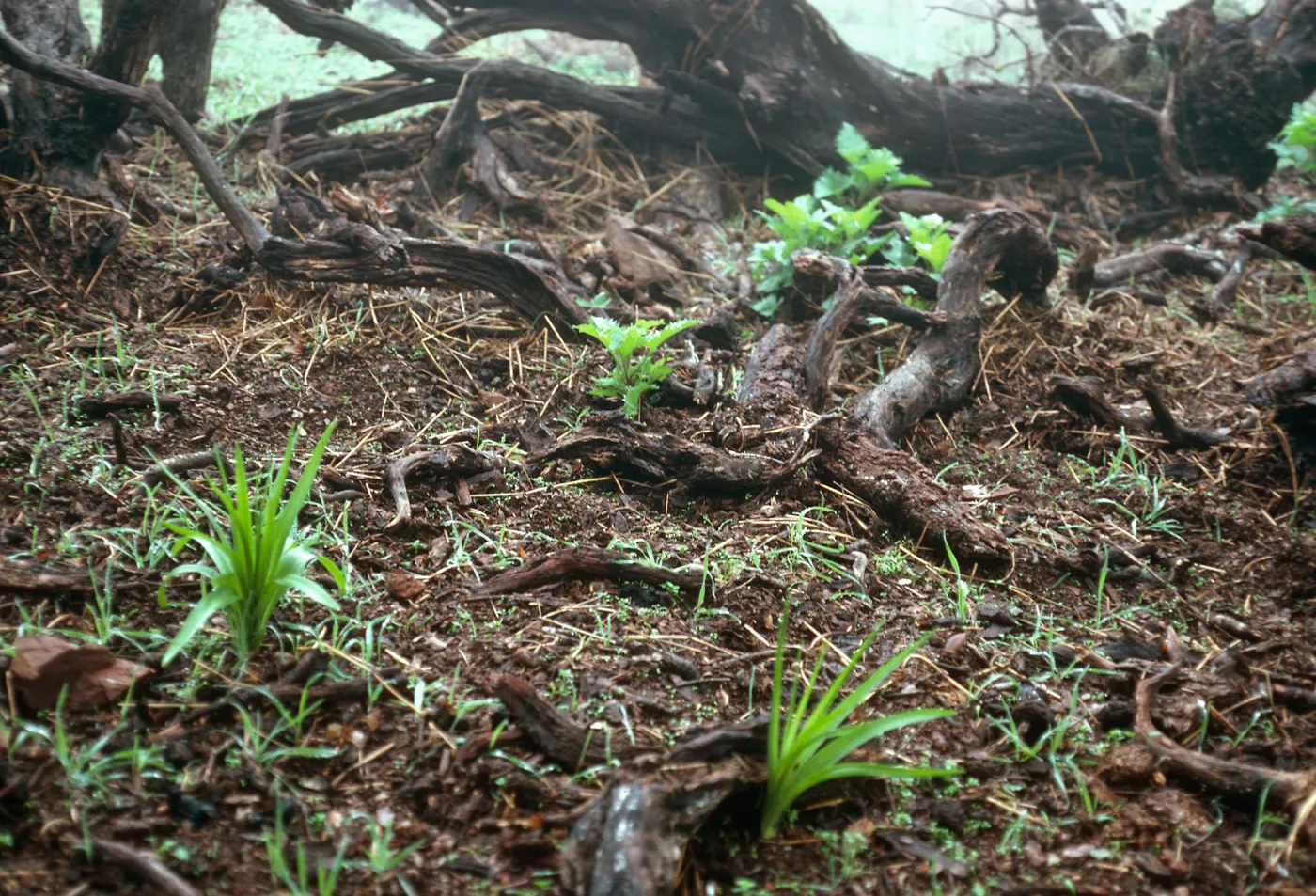 pig-damaged area w/Chenopodium californicum, Zigadenus fremontii, upper Islay Canyon, Santa Cruz Island
