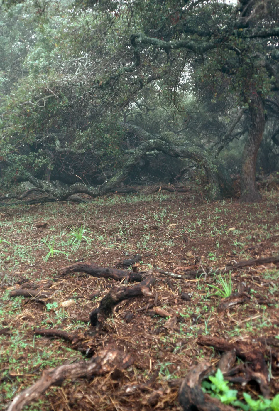 pig-damaged area w/Chenopodium californicum, Zigadenus fremontii, upper Islay Canyon, Santa Cruz Island