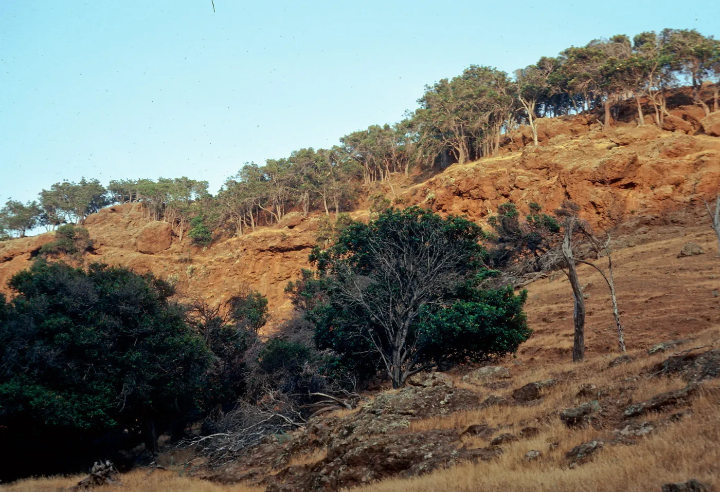 Lyonothamnus, lower Orizaba Canyon, Santa Cruz Island