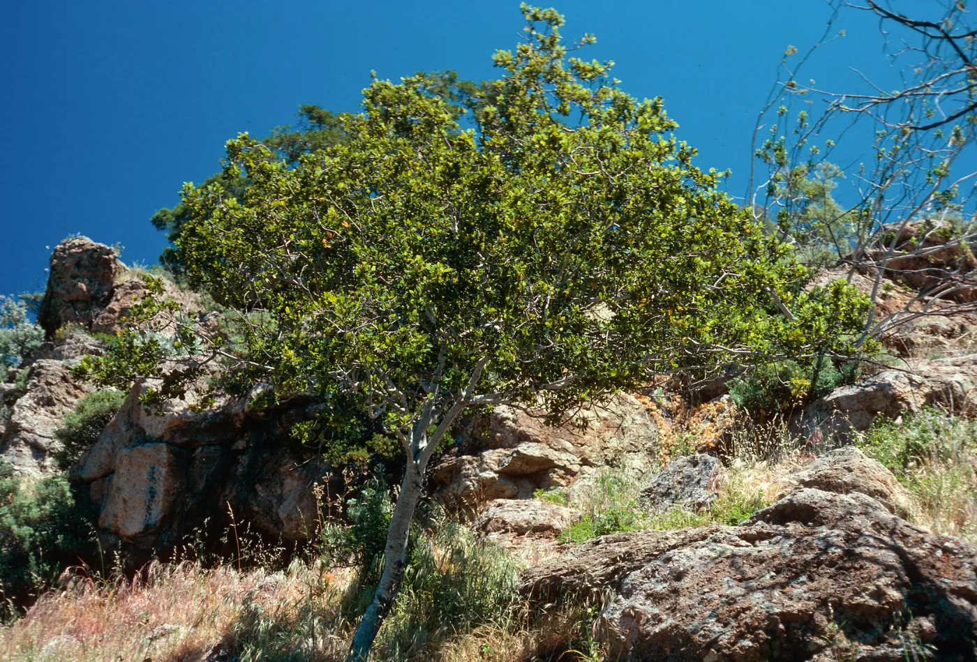 Rhamnus pirifolia, Alameda de Coches Prietos, Santa Cruz Island