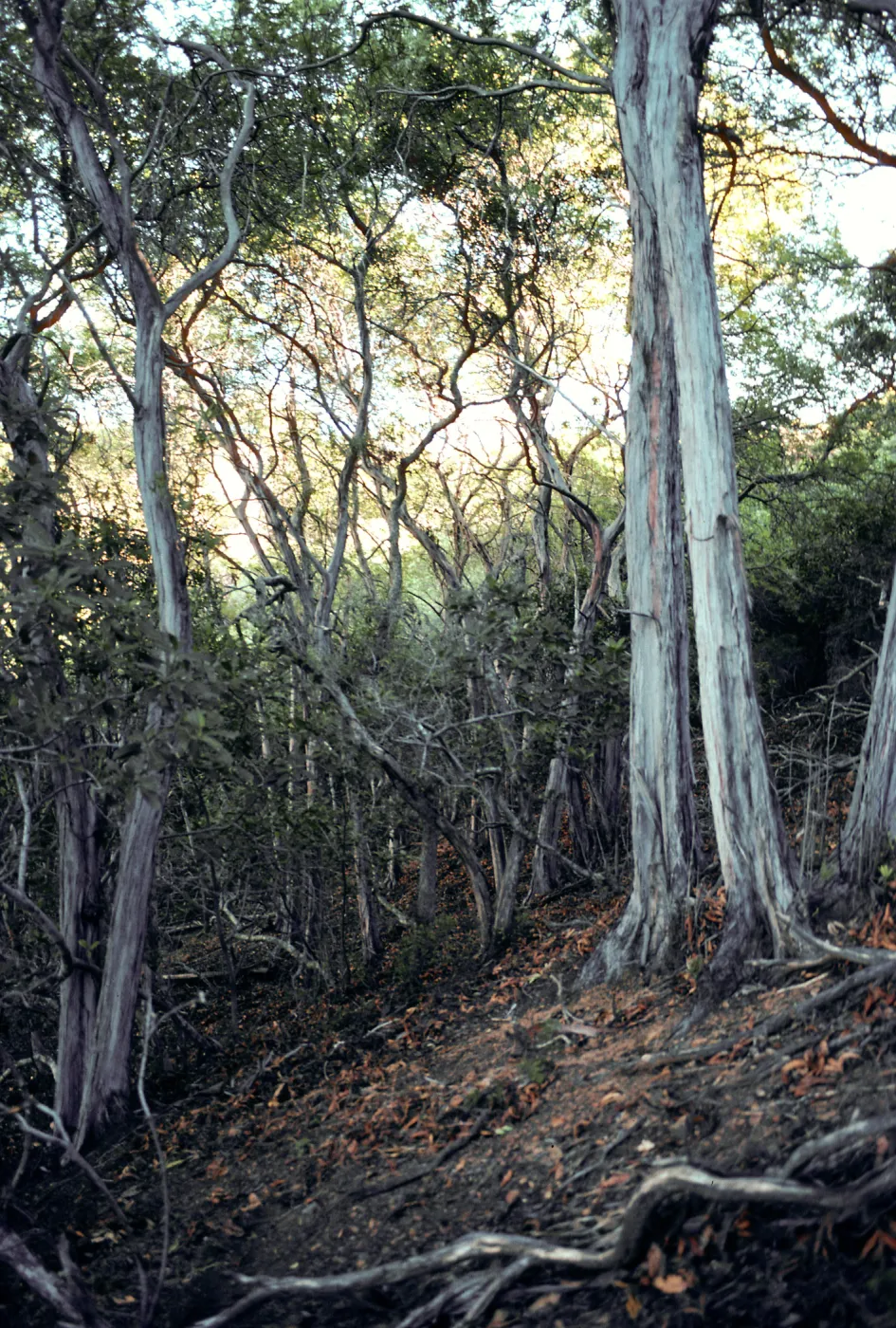 Jack Leishmans exclosure, Lyonothamnus grove at head of Cañada de La Mina, just West of Ridge Road, Santa Cruz Island
