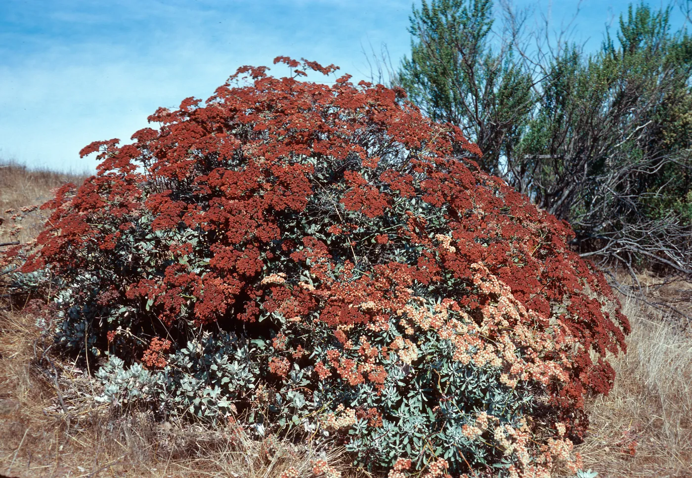 Eriogonum arborescens x giganteum, South ridge near Islay Canyon, Santa Cruz Island