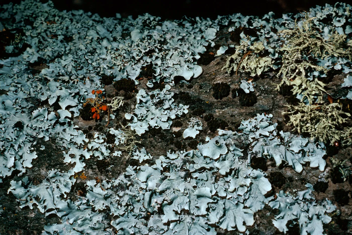 lichens on oak limb, Quercus agrifolia (Coastal Live Oak), canyon East of Lagunitas Secas, Santa Cruz Island