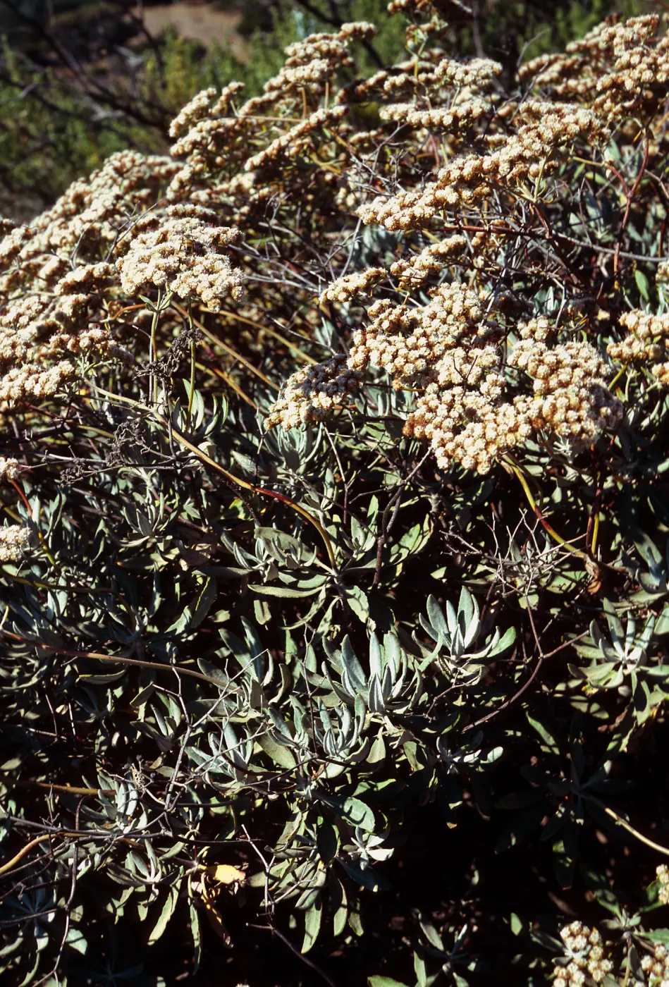 Eriogonum blissianum, South ridge Road , 0.4 mile East of Willows Gate, Santa Cruz Island
