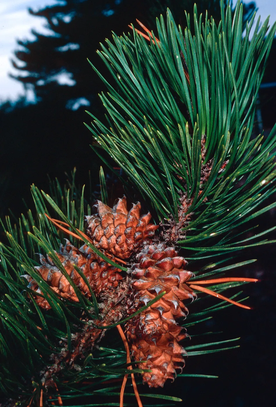 Pinus muricata, Eastern Pines, Santa Cruz Island
