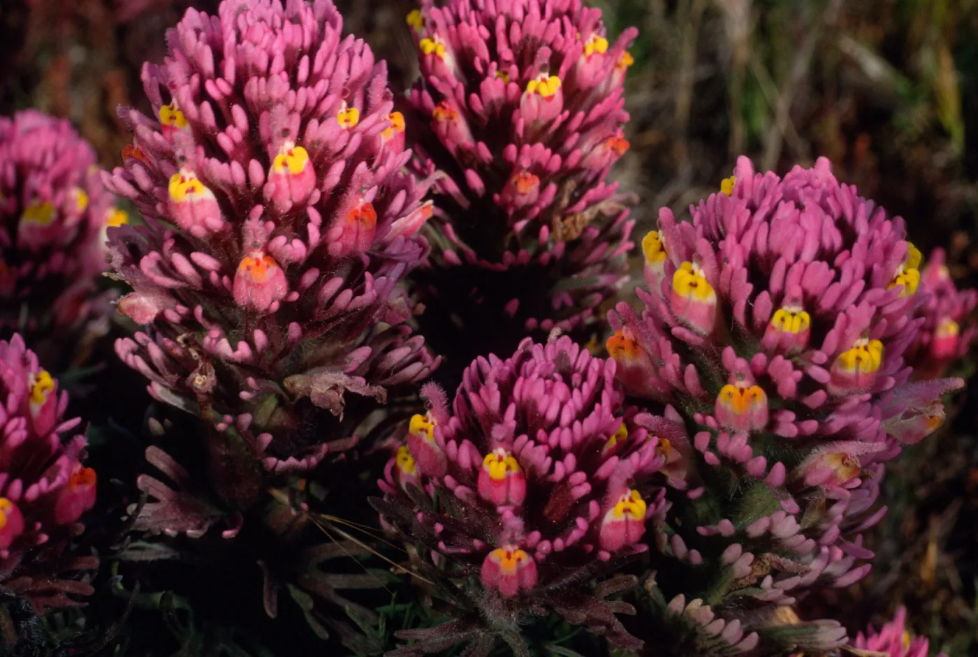 Orthocarpus purpurascens, SC-3579, near Point Flats, Santa Cruz Island