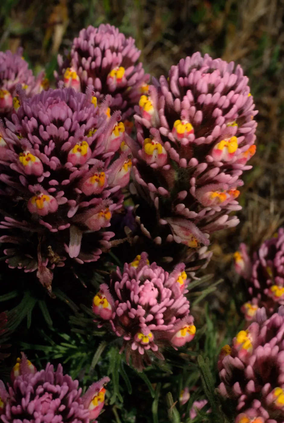 Orthocarpus purpurascens, SC-3579, near Point Flats, Santa Cruz Island