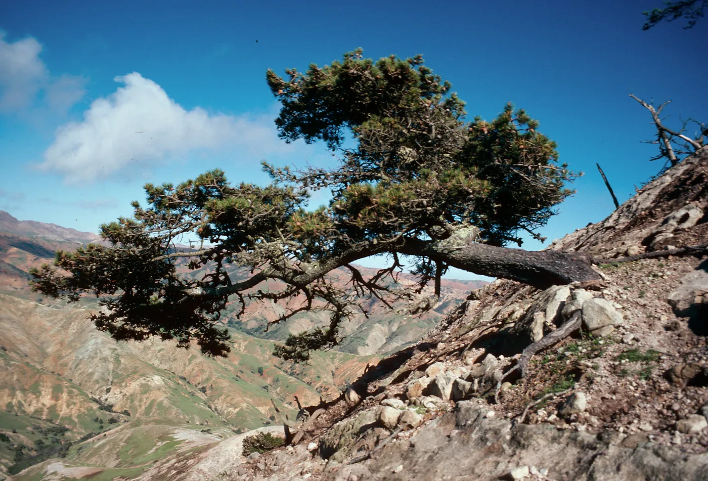 pine, Ragged Mountain, Santa Cruz Island